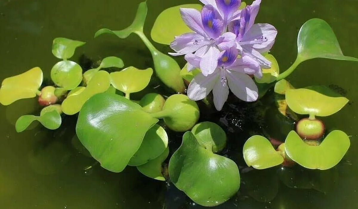 5 moisture Hyancinth - Floating aqua Garden Pond Plant