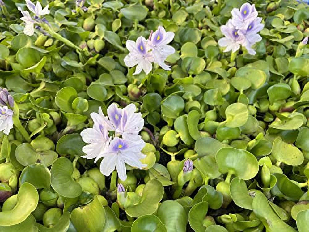 5 moisture Hyancinth - Floating aqua Garden Pond Plant