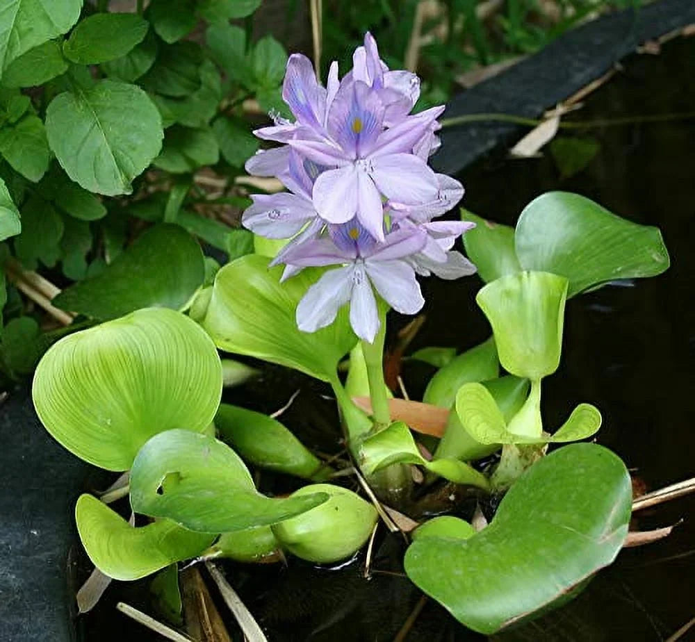 5 moisture Hyancinth - Floating aqua Garden Pond Plant