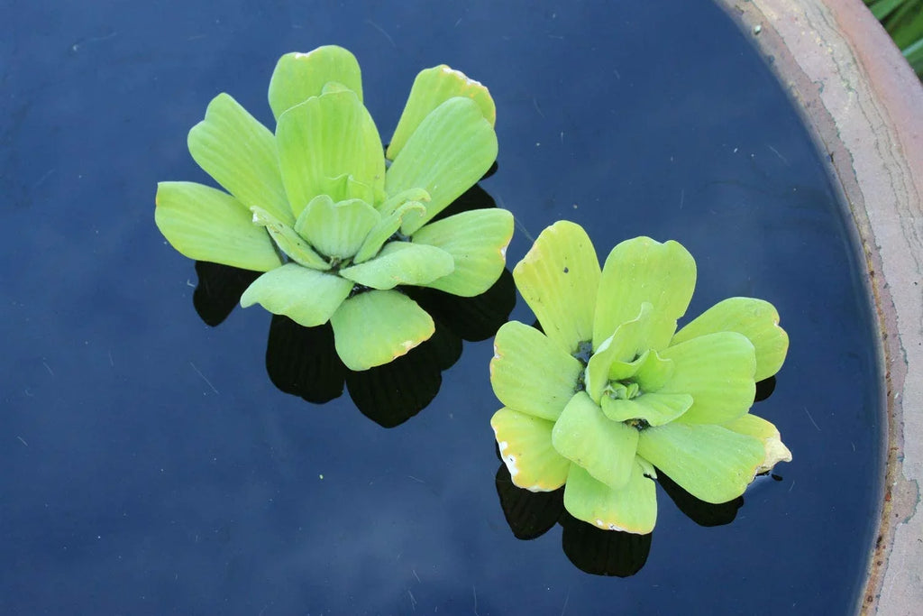 5 Premium moisture Lettuce - Easy Live Floating Pond Plants for aqua Gardens and Aquariums