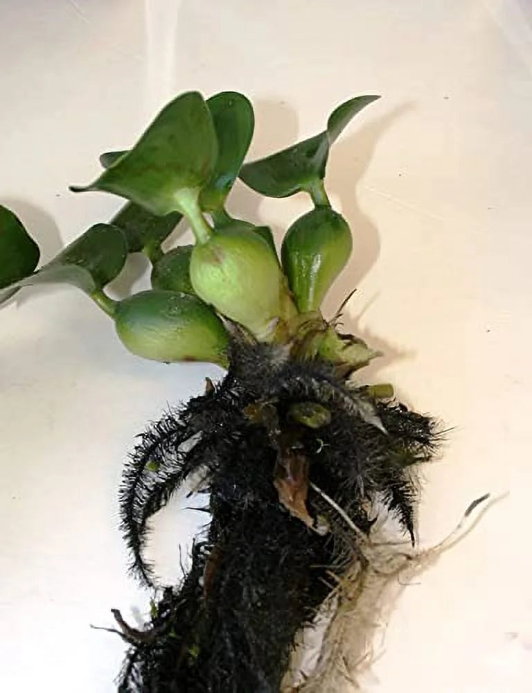 5 moisture Hyancinth - Floating aqua Garden Pond Plant