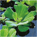 5 Premium moisture Lettuce - Easy Live Floating Pond Plants for aqua Gardens and Aquariums